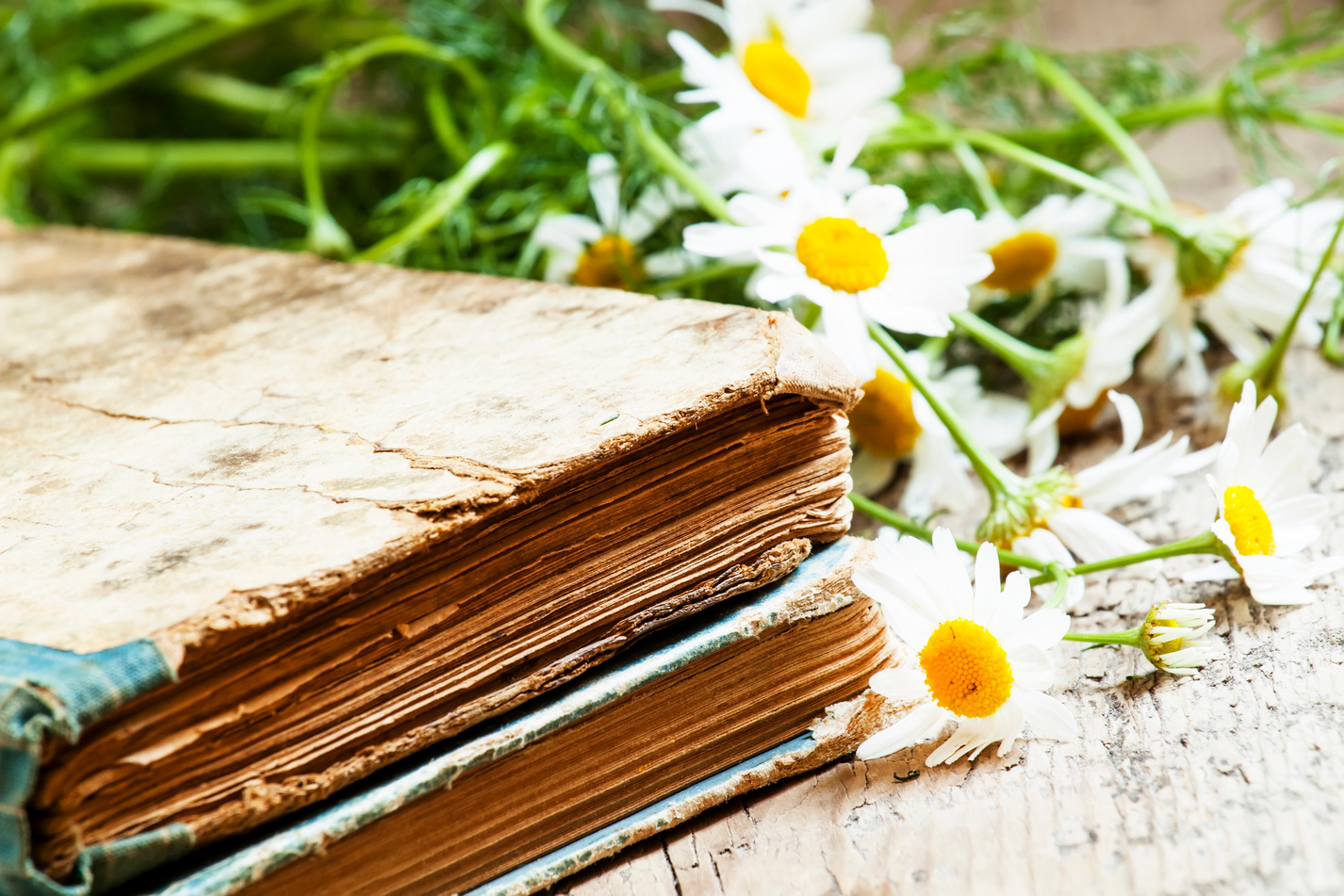 Old books, bouquet of field daisies