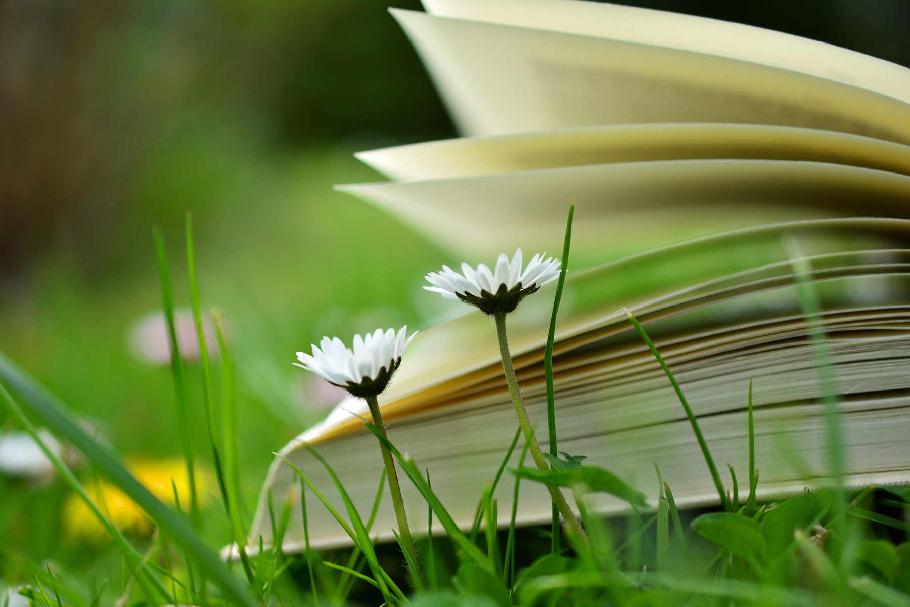 Book in the Grass